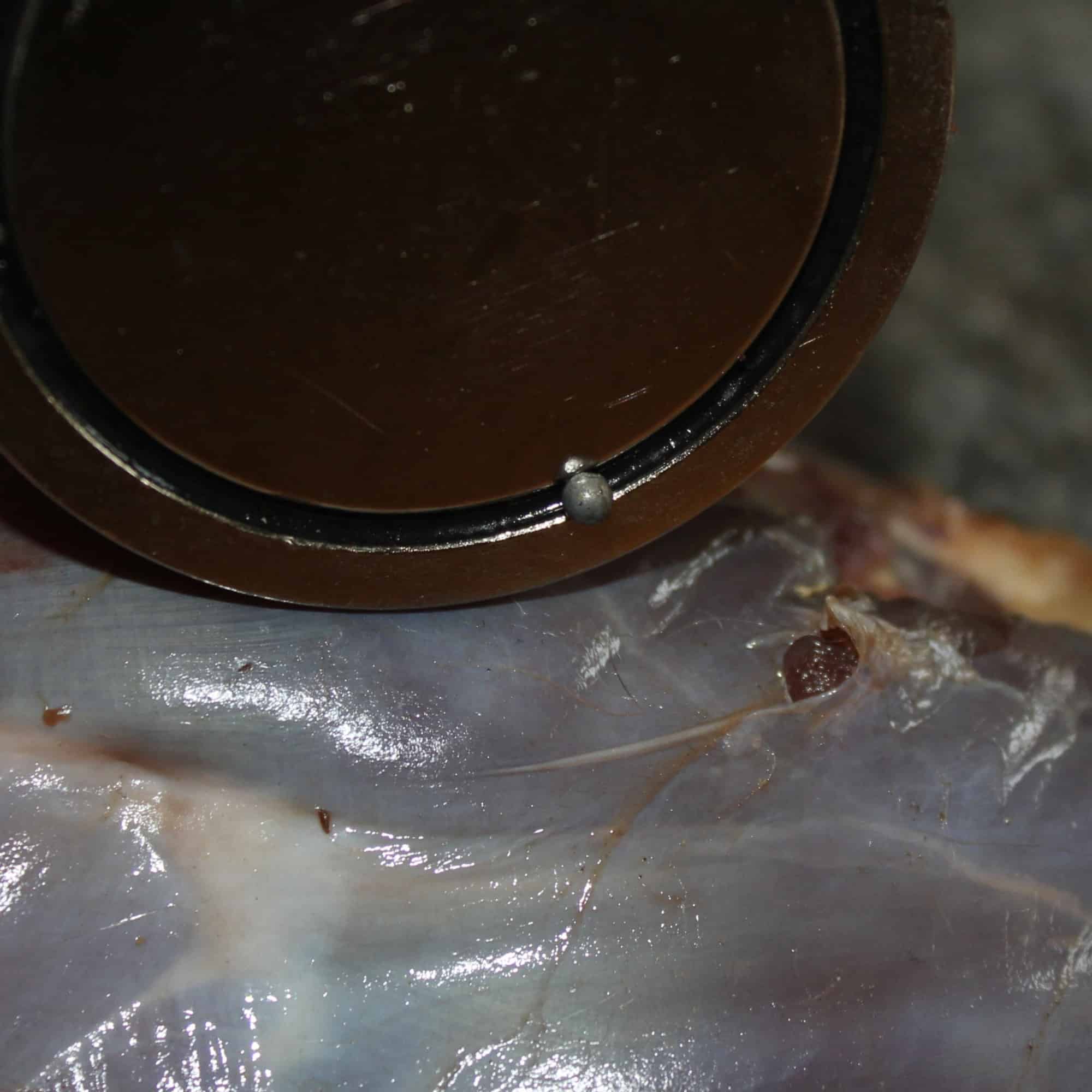 Detailfoto eines Jagdmagneten, der ein kleines Metallsplitterstück aus Wildbret zieht – ideal zum Auffinden von Schrot oder Metallresten.